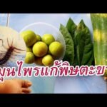 ตะขาบกัดใช้อะไรทา